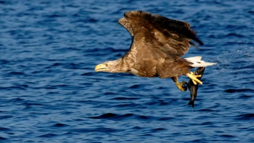 Un vultur codalb, specie aflată pe cale de dispariție, a fost salvat după ce se electrocutase
