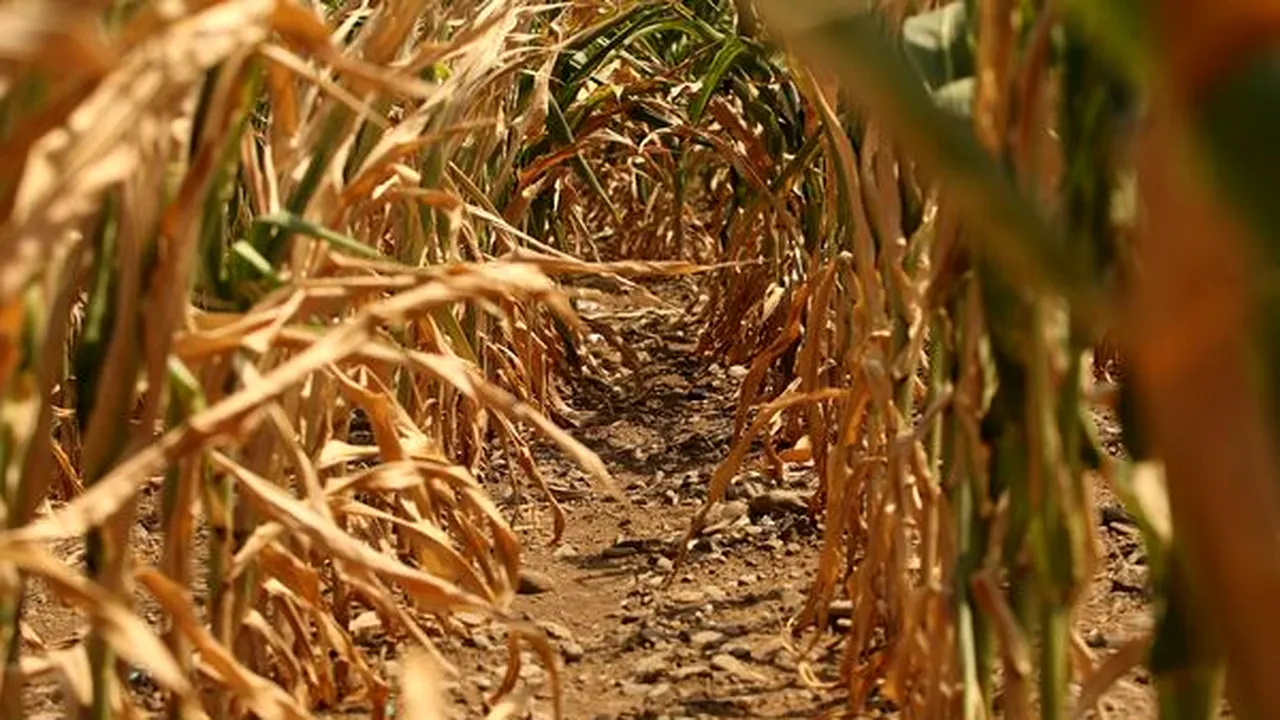 Cadavrul unei femei dezbrăcate, descoperit într-un lan de porumb