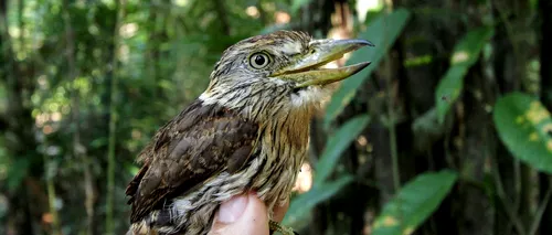 15 specii noi de păsări au fost descoperite în pădurea amazoniană