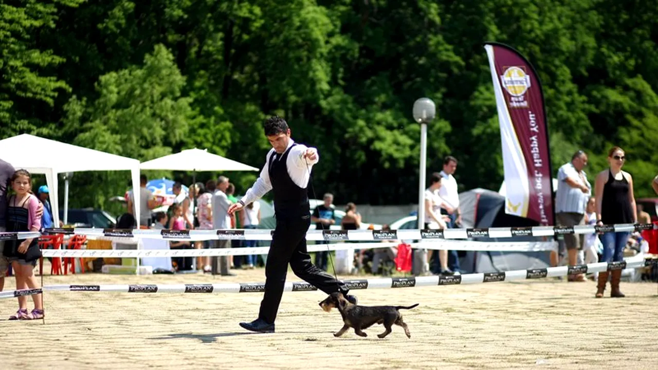 Expoziție chinologică la Timișoara. GALERIE FOTO+VIDEO