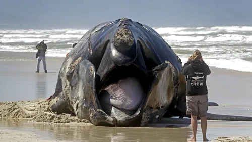 Imaginea durerii: o balenă de 40 de tone, sfâșiată de rechini, a eșuat pe o plajă din Africa de Sud