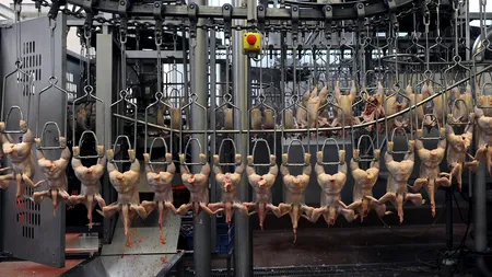 Scandalul puilor procesați cu dioxid de clor „aruncă în aer