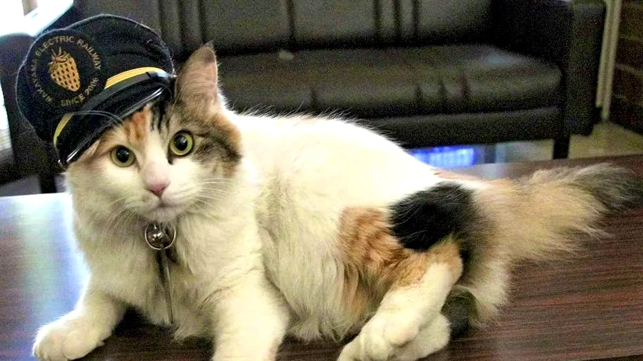 În Japonia, o pisică a devenit supraveghetorul oficial al unei stații de tren. Gestul a adus încasări uriașe și a salvat calea ferată de la faliment