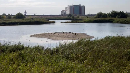 Primăria anunță o nouă dezinsecţie în București, în zona în care au fost identificați țânțari purtători de West Nile