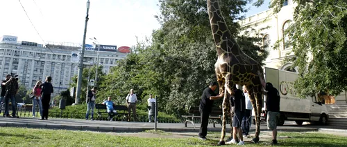 GALERIE FOTO - Girafa de la Antipa a fost reamplasată în fața muzeului