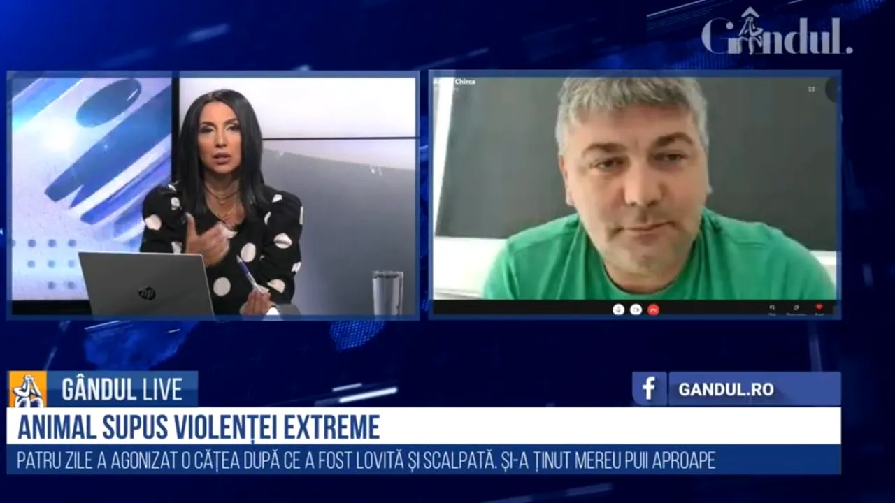 GÂNDUL LIVE. Marius Chirca („Kola Kariola”), despre cazul cățelușei scalpate, care nu s-a dezlipit de puii ei: „I se vedea creierul. Sunt imagini care nu pot fi prezentate”