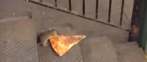 CLIP VIRAL. Ce face un șobolan după ce dă peste o felie de pizza la metrou