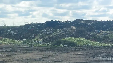 Situație fără precedent în Olt: Tone de varză au ajuns la GUNOI / Fermierii sunt disperați: „Compromitere totală!”