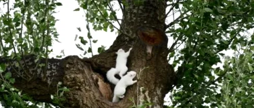 FOTO. Surpriza de care a avut parte un cuplu într-o pădure din Marea Britanie