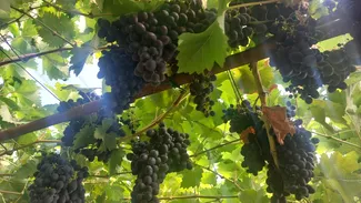 Din cauza temperaturilor extreme, recolta de struguri ar putea începe mai devreme ca niciodată în Spania