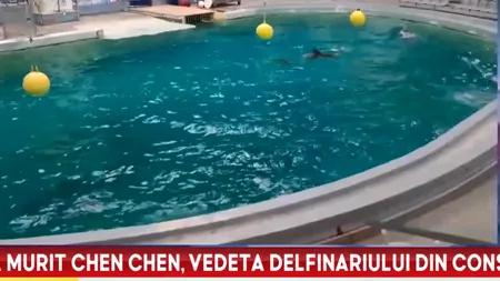 Veste tristă de la Delfinariul din Constanța. Delfinul Chen Chen a murit. Cauzele morții vor fi analizate de către veterinari