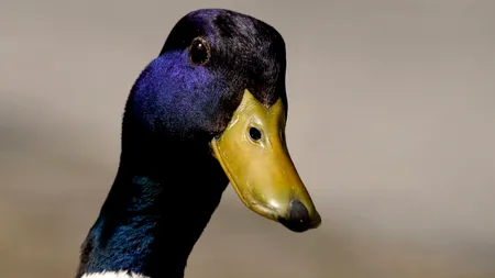 Chinezii au găsit soluția magică: au pregătit 100.000 de rațe. Ce vor să facă cu ele