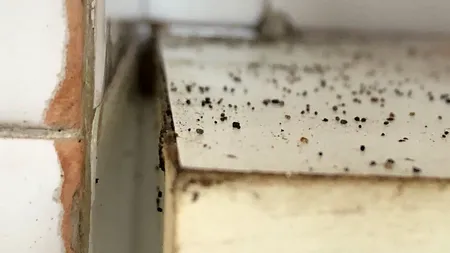 Ploșnițe într-un internat unde sunt cazați zeci de elevi și studenți. Ce măsuri au luat autoritățile
