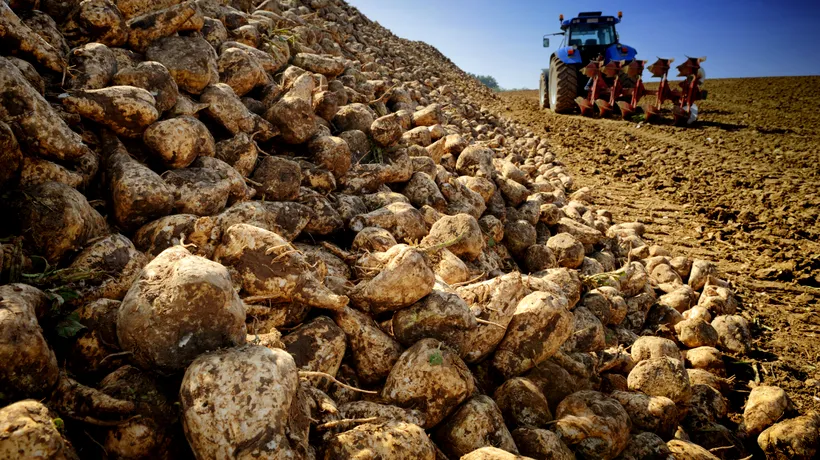 Cultivatorii de sfeclă de zahăr cer premierului și ministrului Agriculturii să oprească de urgență importurile de zahăr din Ucraina