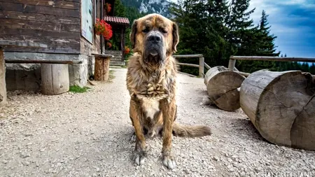 VIDEO | A murit Muky, cel mai iubit câine din munții României. Era vedeta de la Cabana Curmătura din Parcul Național Piatra Craiului