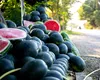 Producția de pepeni a SCĂZUT dramatic în ultimii ani din cauza vremii extreme. Fermierii se plâng de costurile ridicate