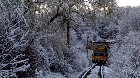 CIRCULAȚIA feroviară, întreruptă temporar din cauza copacilor căzuți pe linii. Anunțul CFR în condiții de iarnă
