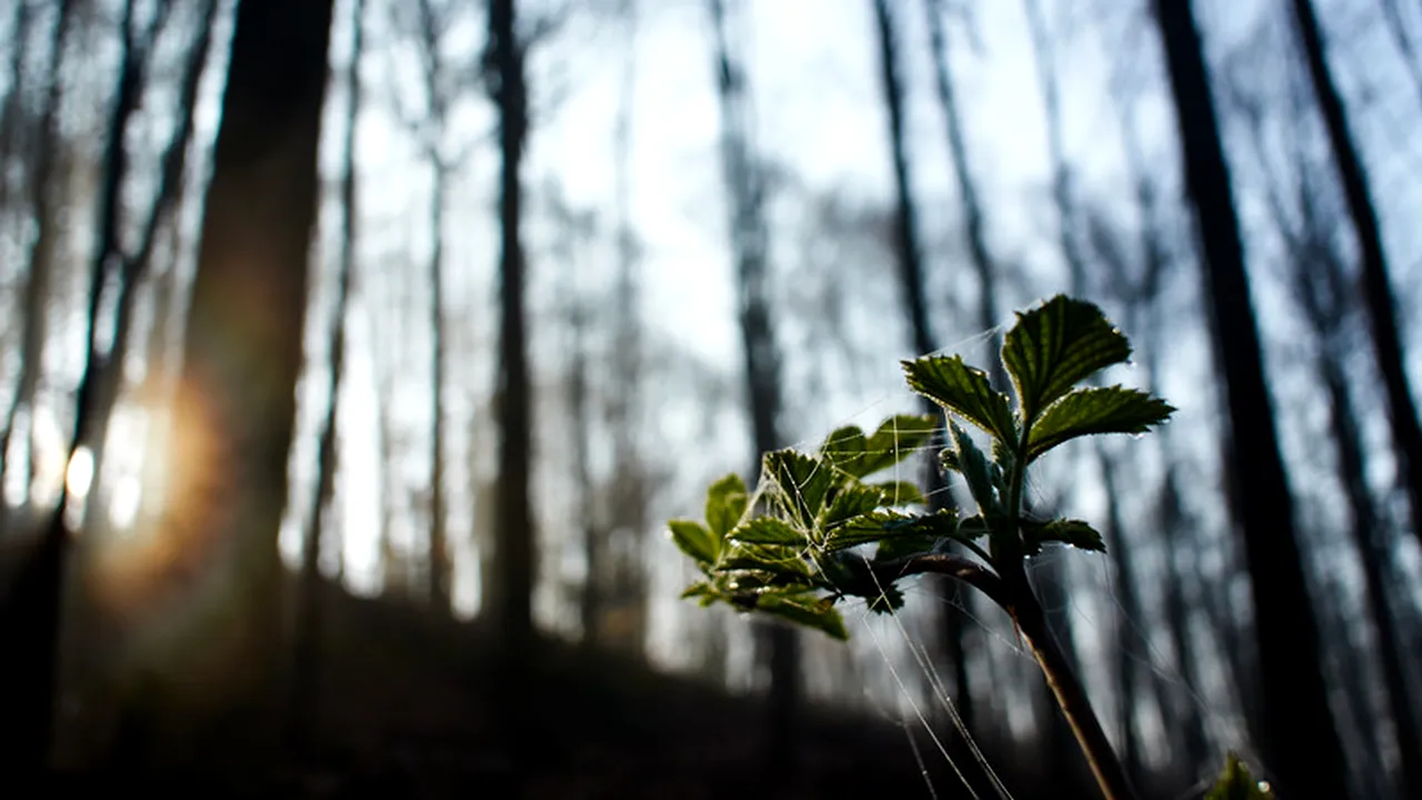 VREMEA. Cum va fi vremea în următoarele două săptămâni și de 1 Mai