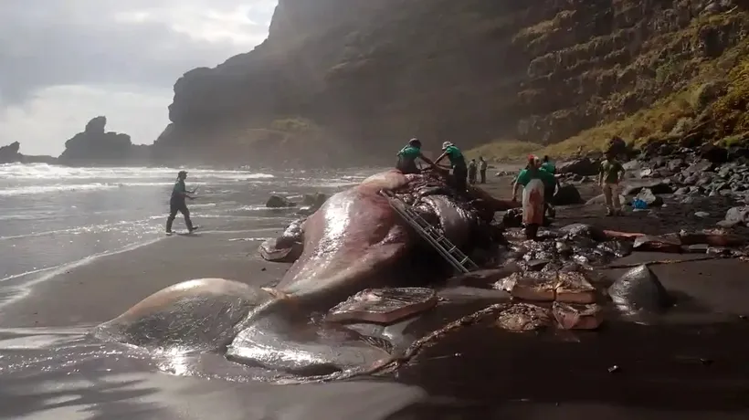 „Comoară” de o jumătate de milion de dolari, descoperită într-o balenă moartă eșuată în Insulele Canare. Ce este „aurul plutitor”