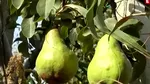 România în topul producătorilor de fructe din Uniunea Europeană în 2023. Acest scenariu, imposibil în 2025
