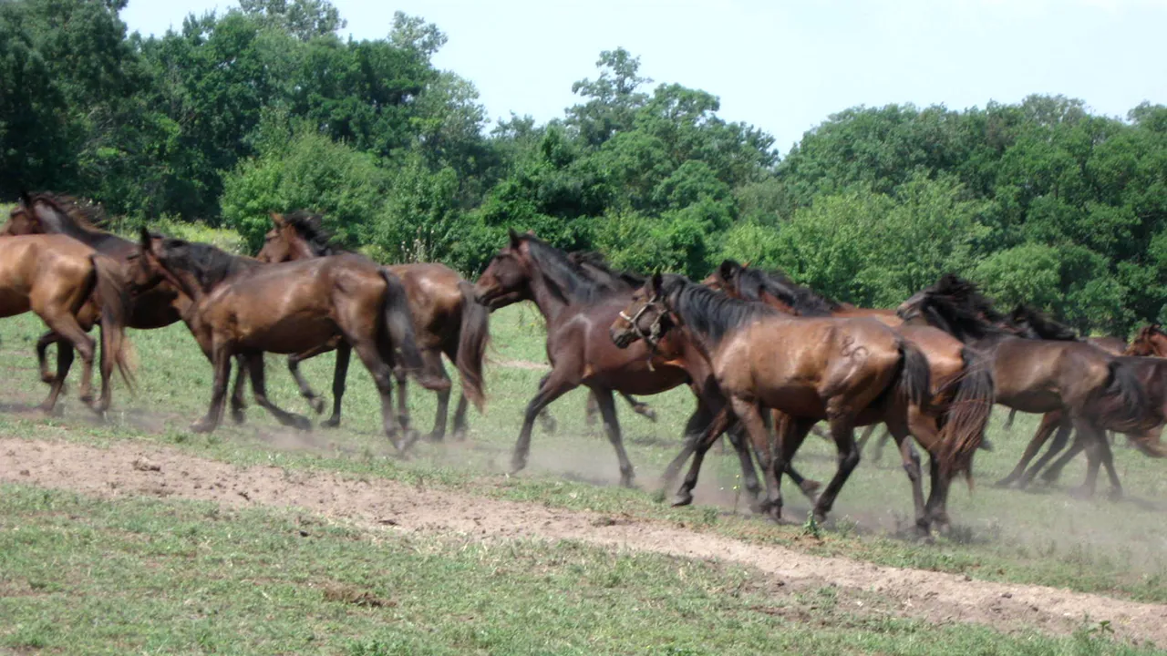 The Sun: Cai sălbatici supuși unor rele tratamente în România ar fi fost sacrificați, iar carnea lor a ajuns în supermaketuri britanice