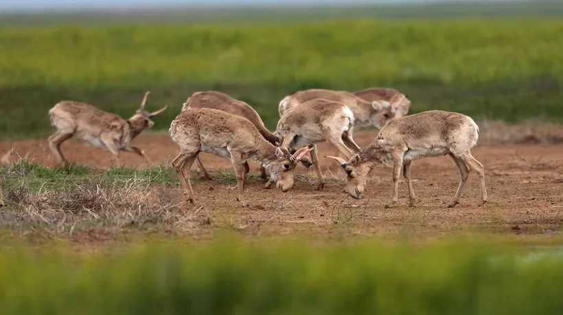 „Se conturează o adevărată catastrofă: 85.000 de antilope saiga, moarte din cauza unei epidemii