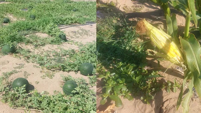 Pepenii românești, tot mai puțini. Fermierii preferă să cultive PORUMB zaharat