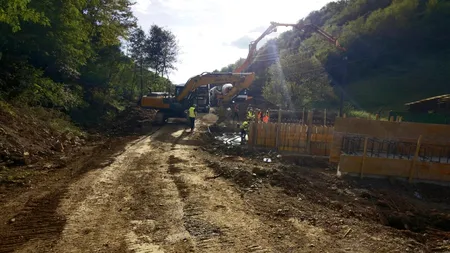 Un CIOBAN din Argeș a tăiat o pădure ca să construiască un drum până la stână/Cine a sesizat autoritățile