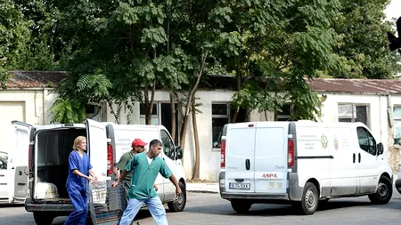 Câinele al cărui cadavru a fost găsit în Parcul Tei nu era unul de luptă