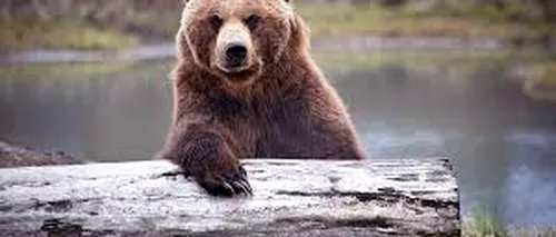 HARGHITA. Un pui de urs, în căutare de hrană în stațiunea Băile Tușnad, va fi relocat