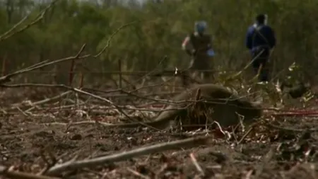 Invazie de șobolani mutanți în Marea Britanie