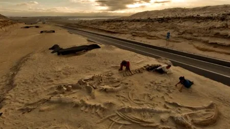 Misterul cimitirului fosilelor de balenă din Chile, dezlegat de cercetători