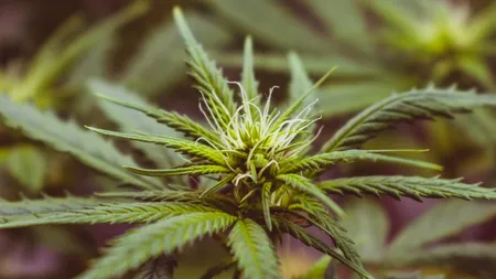 Italia legalizează cultivarea canabisului pentru uz propriu