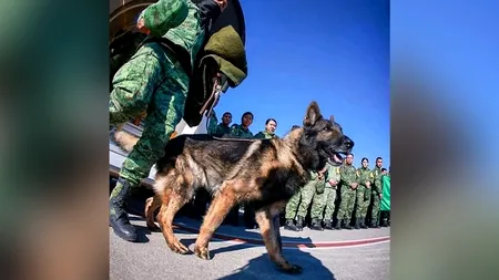 VIDEO | Un câine salvator a murit în Turcia în timp ce încerca să ajungă la o persoană prinsă sub dărâmături
