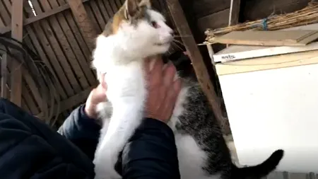 VIDEO. Polițiștii de la Protecția Animalelor au salvat de Ajun o pisică sechestrată în cuva unei mașini de spălat. A fost întocmit dosar penal