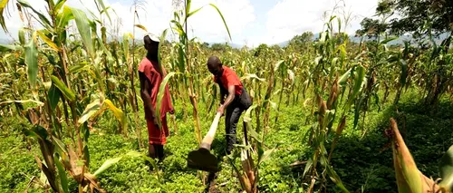 Mediafax Talks about Sustainable Agriculture. Monsanto: Cine nu a irigat, a produs sub 500 kilograme de porumb la hectar