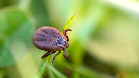 Cum recunoști înțepătura de purice sau de CĂPUȘĂ. La ce să fii atent dacă te mușcă o insectă