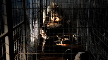 Primii 21 de câini din adăpostul din Timișoara au fost eutanasiați