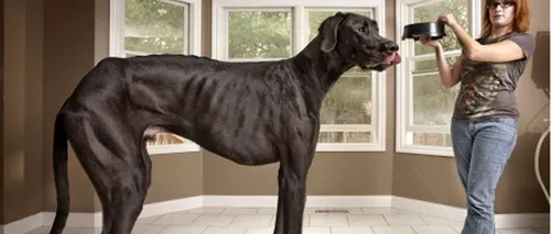 Zeus, cel mai înalt câine din lume, a murit
