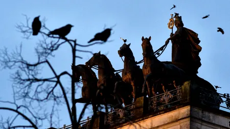 Ciorile, „angajate” de administrația unui oraș din Suedia pentru a aduna mucurile de țigară. Cum sunt „plătite” păsările pentru acest serviciu public