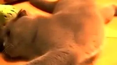 VIDEO. Cu ce animal s-a gândit o pisică să se scarpine