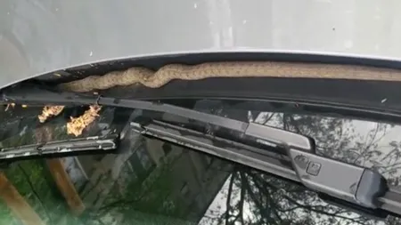 Un bucureştean din sectorul 6 s-a trezit cu un ȘARPE pe parbrizul maşinii. Cum a reacționat bărbatul