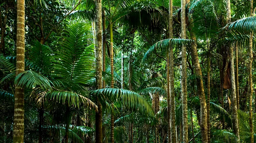 Se întâmplă pentru prima dată în 80 de ani. Descoperirea făcută de oamenii de știință în pădurile Braziliei