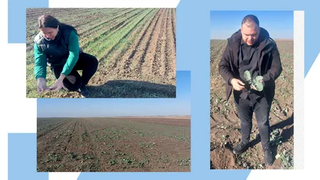 Culturile de toamnă din Oltenia au fost compromise din cauza SECETEI pedologice