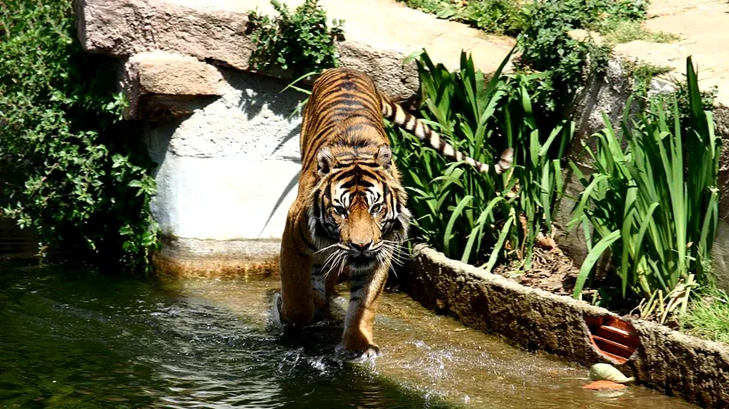 Doi tigri au scăpat de la o grădină zoologică. Unul dintre îngrijitori a fost sfâșiat! (VIDEO)