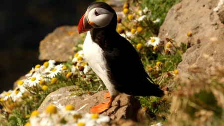 Specii de păsări și lacuri, pe cale de dispariție din cauza încălzirii globale și a poluării. „Vom dezamăgi generațiile viitoare, dacă nu acționăm acum”