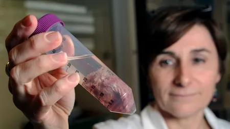 Carne de cal, în cannelloni comercializați în Spania
