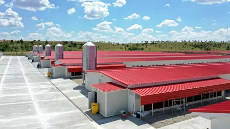 Carmistin a INVESTIT 10 milioane euro la Scornicești, într-o fermă de pui la cele mai înalte standarde tehnologice