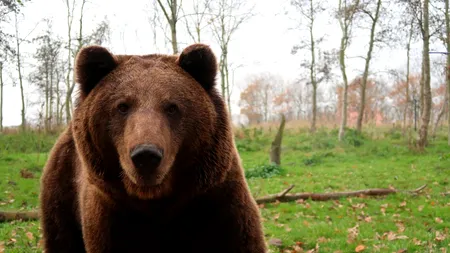 Urs mort, descoperit în curtea unui localnic din județul Hunedoara