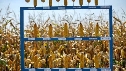 România are cel mai mic randament din UE la producția de grâu și porumb. Recolta a scăzut cu 30-50%